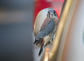 Immature male kestrel.