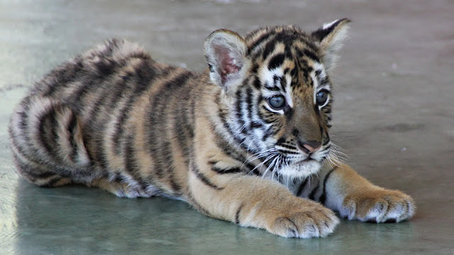 baby tiger Wallpaper