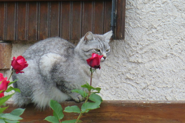 le chat aux roses
