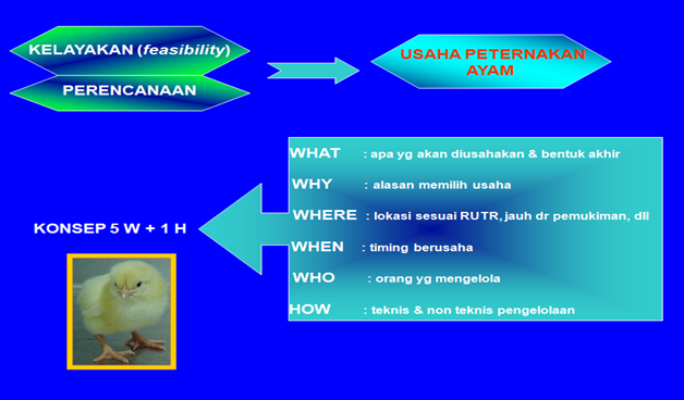 USAHA PETERNAKAN AYAM  PEDAGING BROILER  Info Ternak Unggas