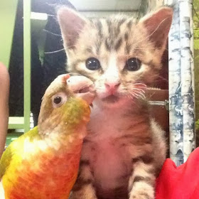 Funny animals of the week - 6 December 2013 (35 pics), parrot and kitten pose for picture