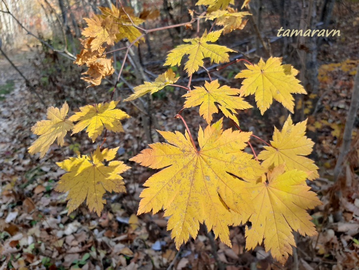 Клён ложнозибольдов (Acer pseudosieboldianum)