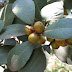 Ficus Platypoda Australian Rock Fig
