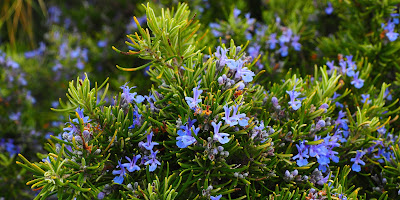 rosemary