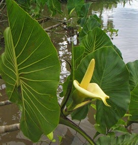 Montrichardia_linifera