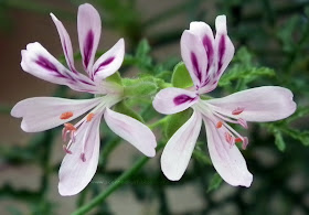  pelargonium denticulatum, fern leaf, pine scented flower