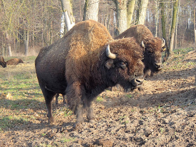 zespół pałacowy Kurozwęki, browar Kurozwęki