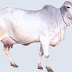  Scientific Name of Cow  | Gaay ka vaigyanik name | गाय  का वैज्ञानिक नाम