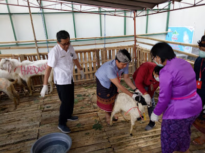 Jelang Idul Adha Di Masa Pandemi Covid 19, Pemkot Denpasar Siagakan Tenaga Kesehatan Hewan