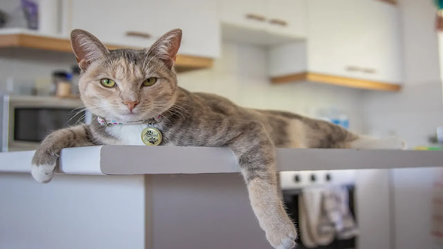 Cat on kitchen counter