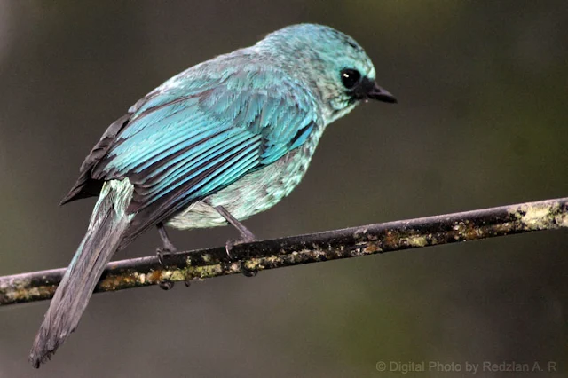 Verditer Flycatcher (Eumyias thalassina)