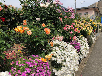 【寝屋川市】ネヤガワドライビングスクールの薔薇の花