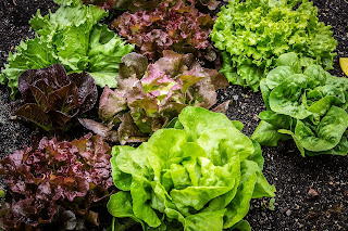 Different types of lettuce growing in black earth.