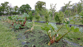 allotment growing in May