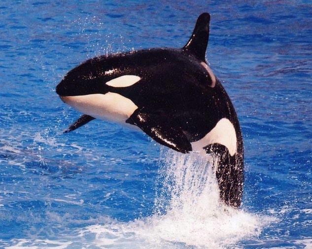 orca wallpaper. The Orca can grow to a length