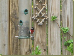 Garden 2009. rose breasted grosbeak 003