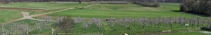 Bare apple trees