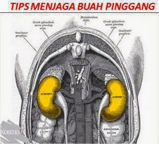 cara tepat penggemukan sapi potong