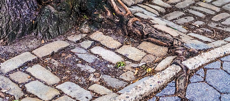 Invasive tree species with roots breaking through sidewalk and road