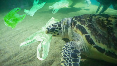 plastic bag in turtle mouth in ocean