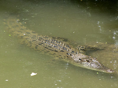 Estuarine Crocodile (Crocodylus porosus)