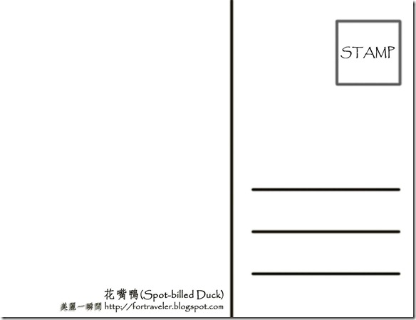 2月  花嘴鴨(背面)