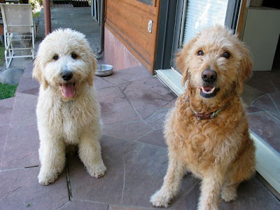 goldendoodle puppy. Goldendoodle Puppies