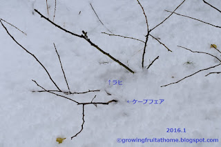 冬の鉢植えブルーベリー ラヒとケープフェア