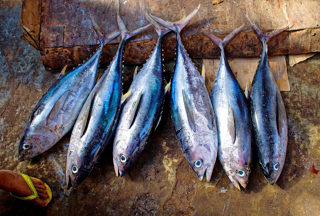 Ikan Tongkol | Jenis Ikan Yang Mengandung Protein Tinggi