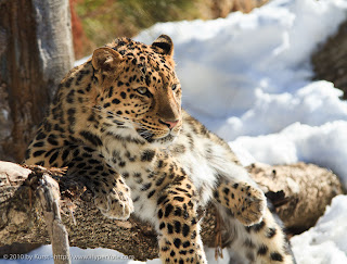 Amur Leopard