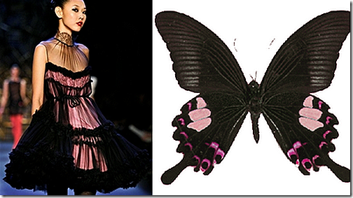 butterfly2