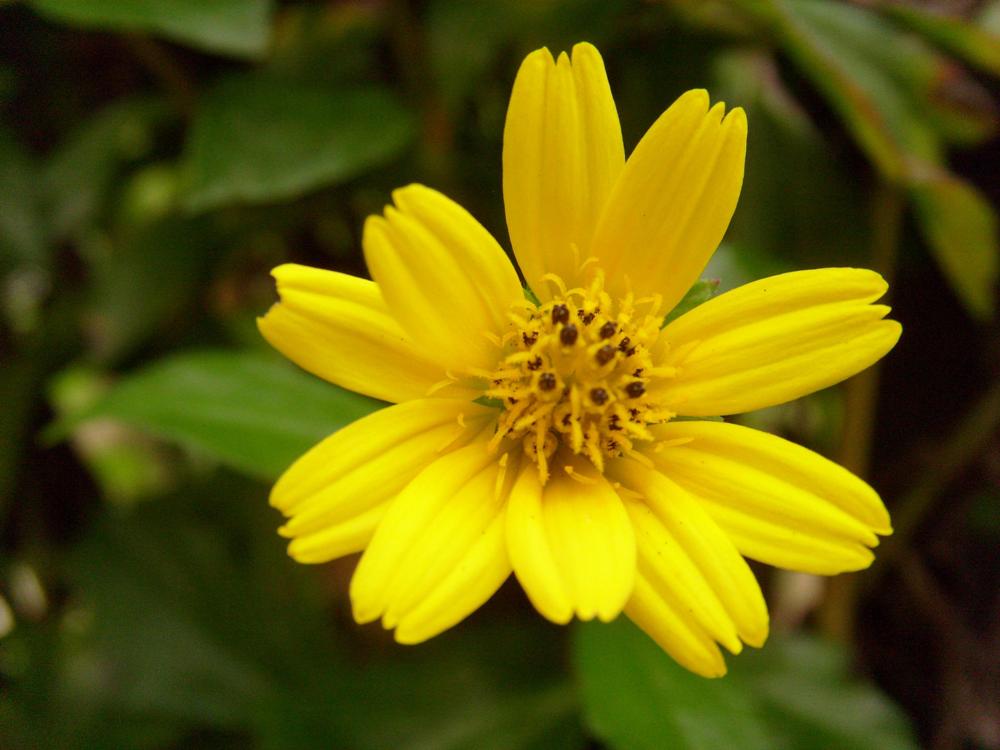 Azif Rayani - Samarinda: Bunga Matahari kecil