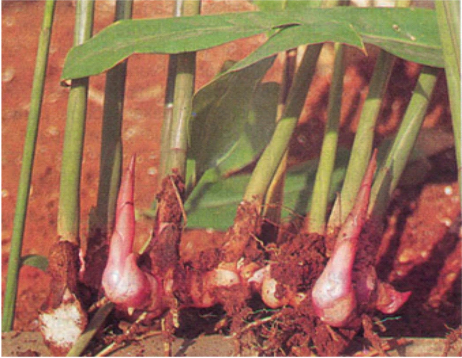  Tanaman ini di kenal juga dengan nama Laos yaitu tumbuhan jenis umbi Manfaat Lengkuas Merah Untuk Kesehatan