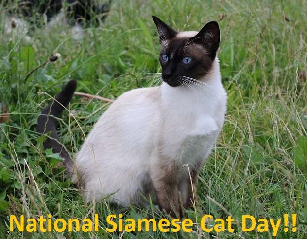 National Siamese Cat Day Wishes Pics