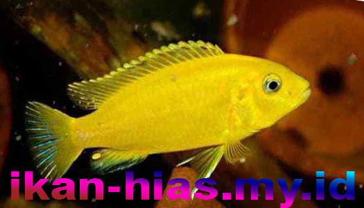 Jenis Ikan Hias Air Tawar Aquarium ikan lemon warna yang indah