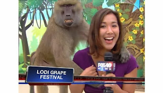 VIDEO: Baboon Meraba Dada Presenter Cantik TV