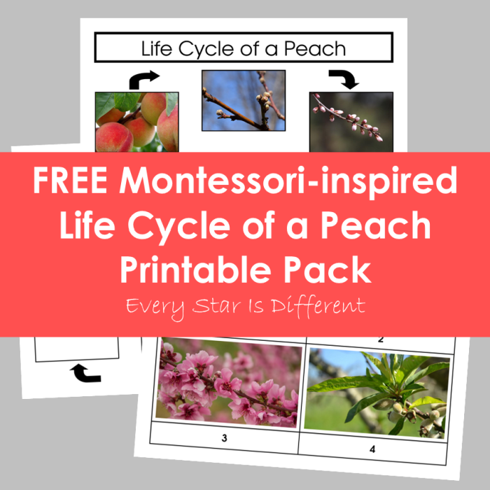 Free Life Cycle of a Peach Printable