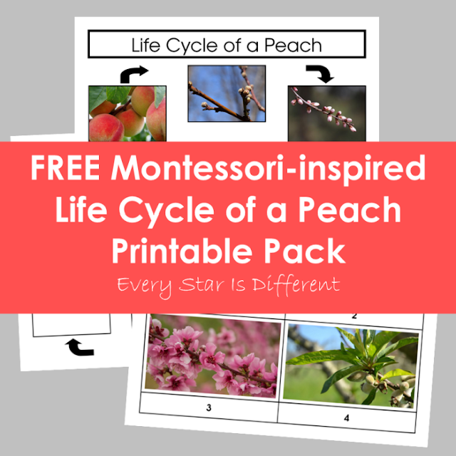 FREE Life Cycle of a Peach Printable Pack