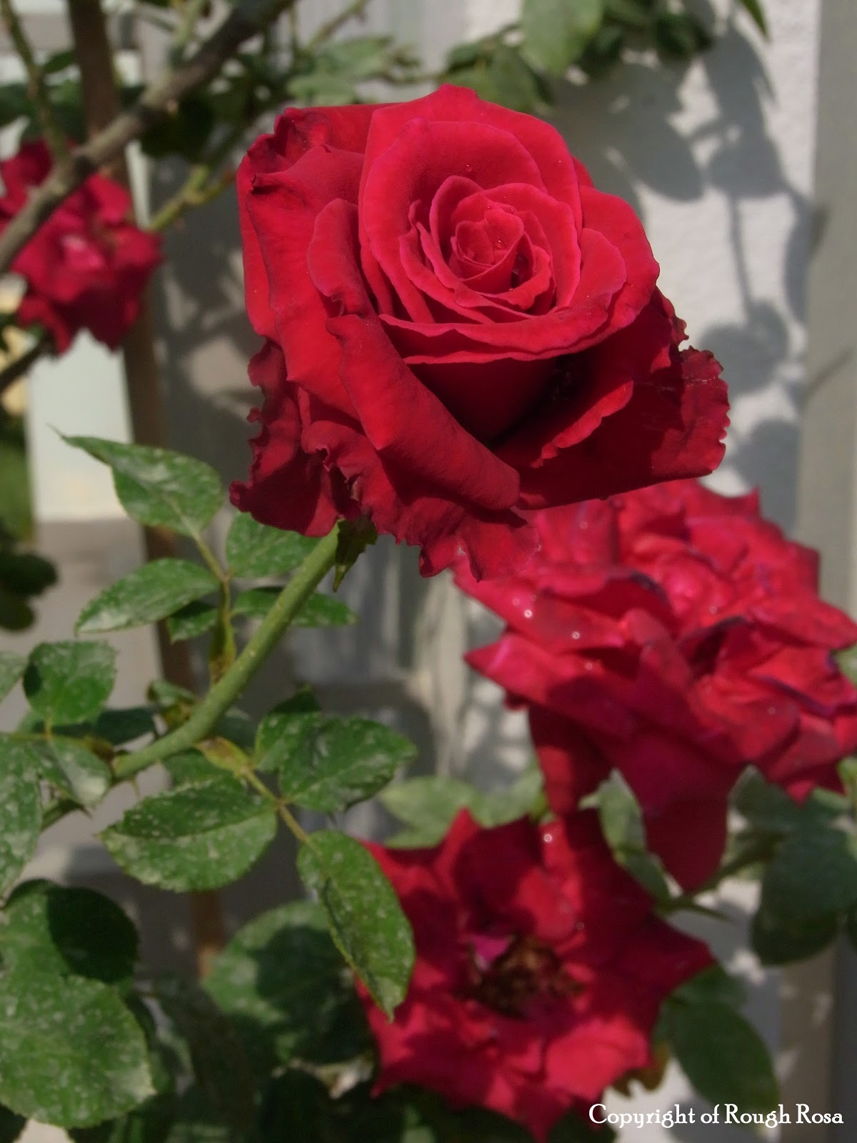 Rosa Sifu - Si Pencinta Bunga Mawar: Ku tanam pokok bunga 