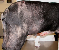 dog skin cancer