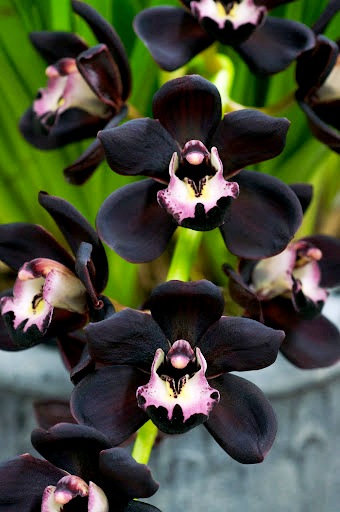 OrchidCraze Black and Blue 