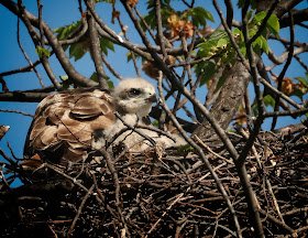 Tompkins Square red-tailed hawk nestling looking over nest