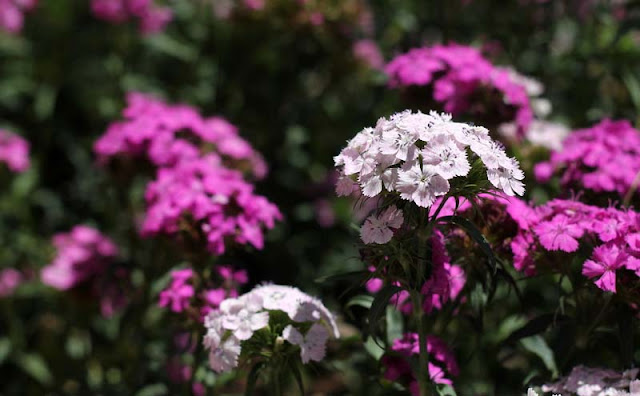 Sweet William Flowers Pictures