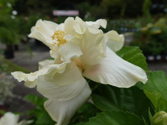 とっとり花回廊のハイビスカス