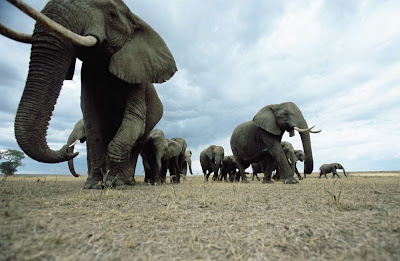 Animal Great  Migration | National Geographic | Foto national geographic Seen On  www.coolpicturegallery.us