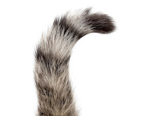 Cat tail, photo via Adobe Stock