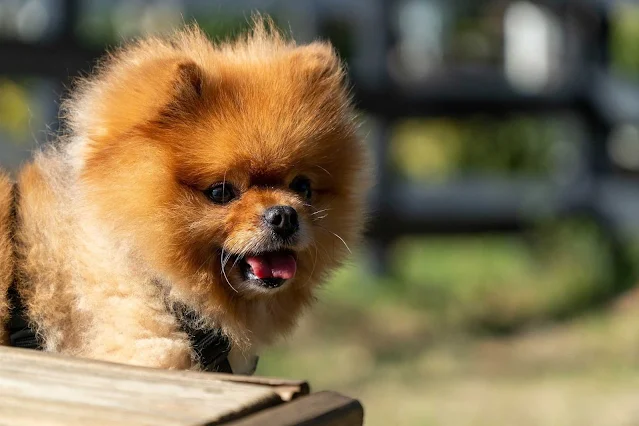 Pomeranian (Boo) Köpek Irkı