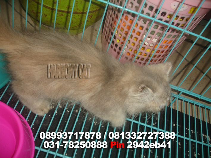 Hamster Dan Kucing  Persia  Murah Surabaya DI JUAL KUCING  