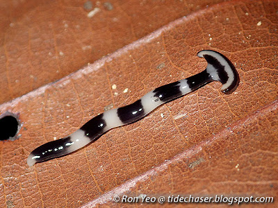 Bipalium flatworm