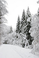 winter trees